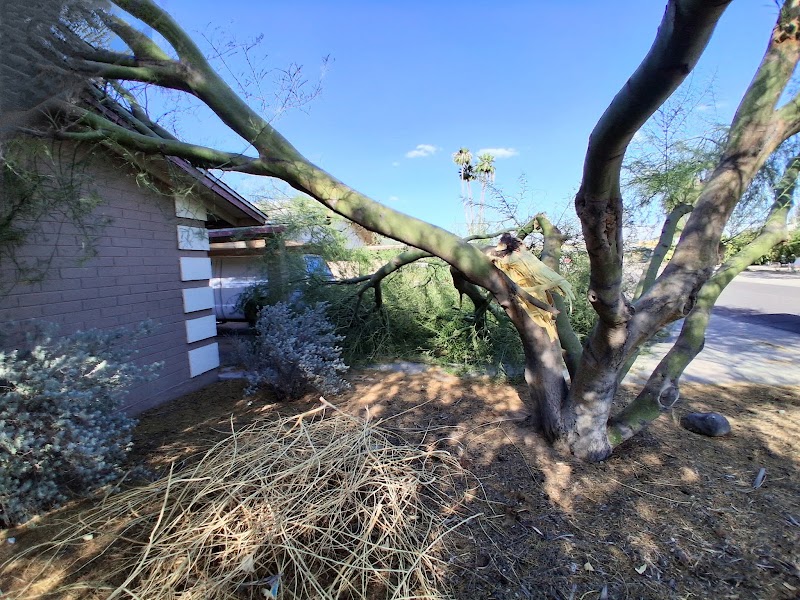 Trees Of Heaven Tree Service & Junk Removal LLC junk removal