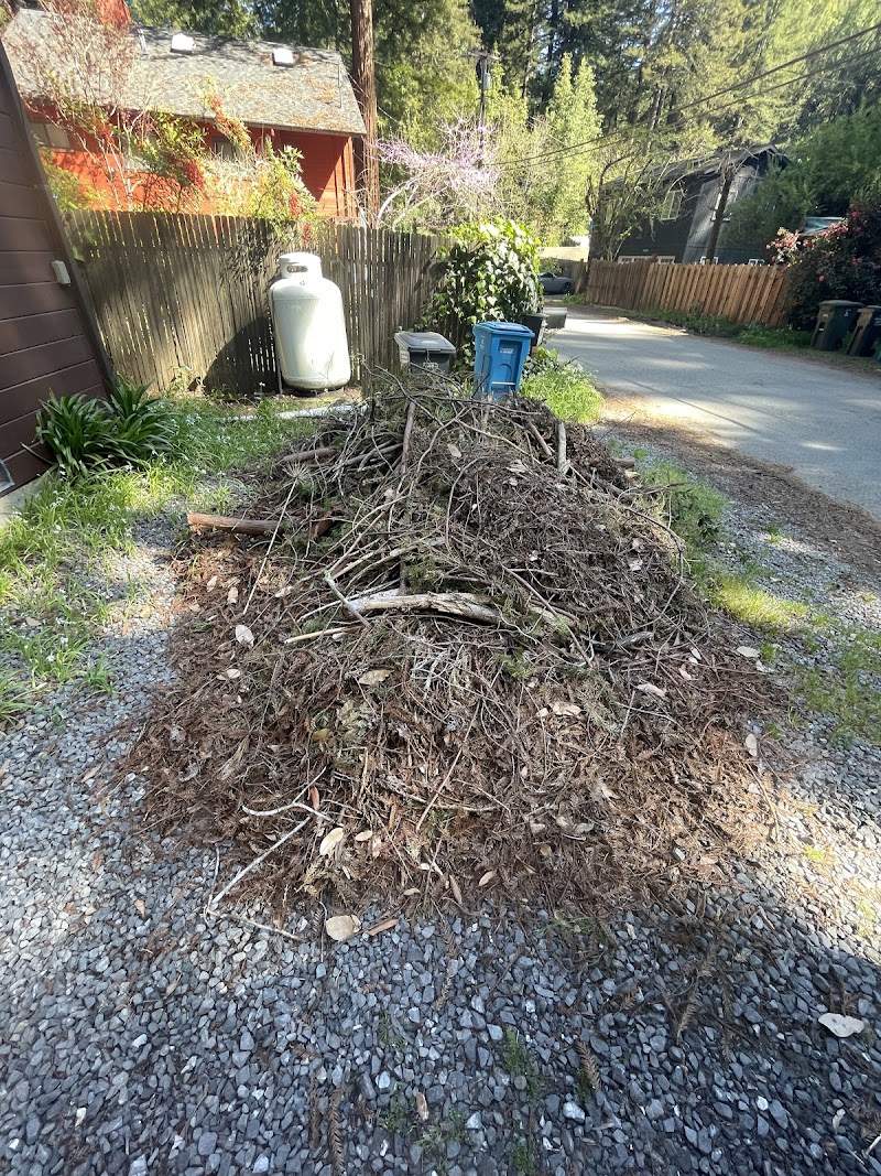 Raccoons Junk and Brush Removal junk removal