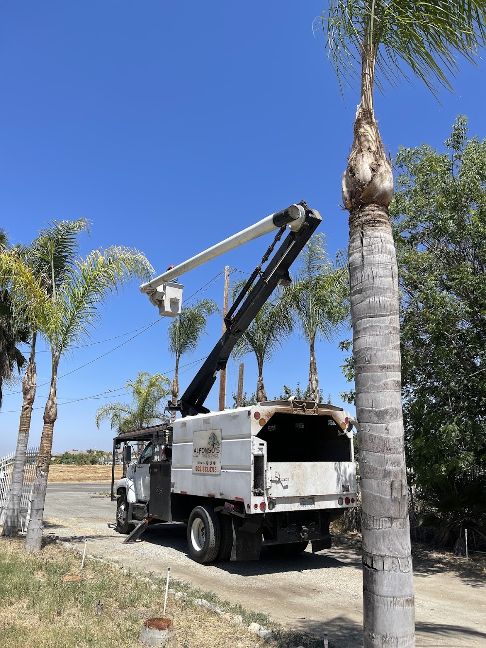 Alfonsos Tree Service junk removal