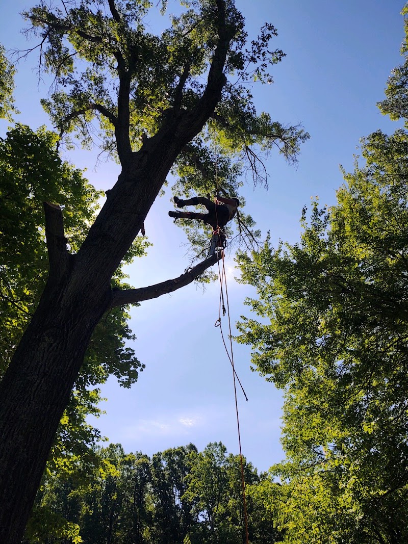 Ramsey's Tree Service junk removal